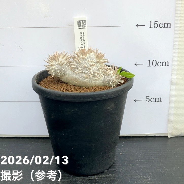 パキポジウム 恵比寿大黒 4号｜観葉10-TU | 観葉・多肉 | 赤塚植物園
