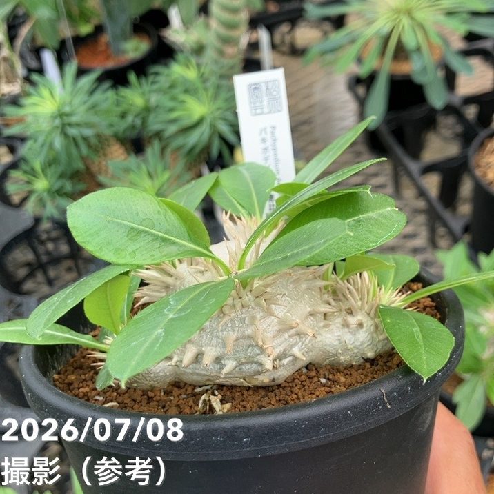 パキポジウム 恵比寿大黒 4号｜観葉10-TU | 観葉・多肉 | 赤塚植物園