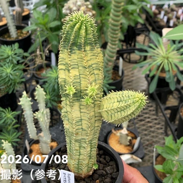 決算P5倍！10%OFF！8/2まで】【現品お届け】ユーフォルビア オベサ