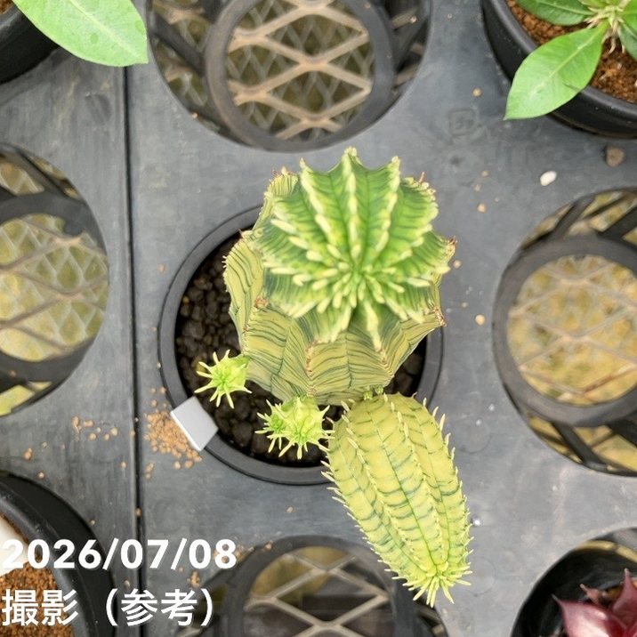 決算P5倍！10%OFF！8/2まで】【現品お届け】ユーフォルビア オベサ