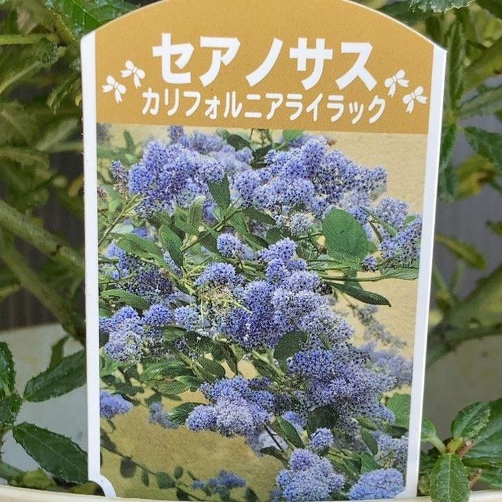 カルフォルニアライラック セアノサス 5号｜花木04-PA | 花木・庭木