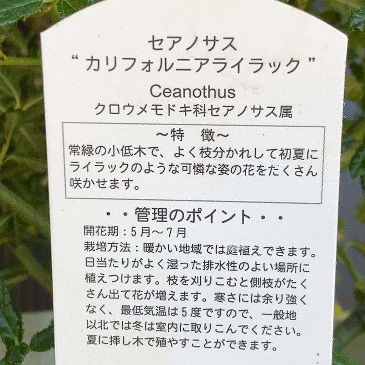 カルフォルニアライラック セアノサス 5号｜花木04-PA | 花木・庭木