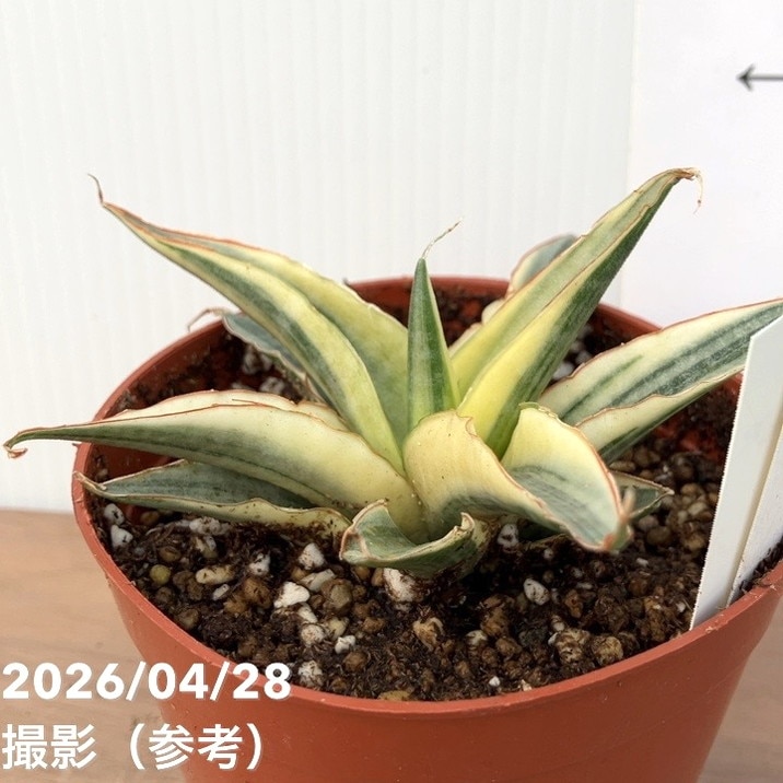 激レア！現品お届け】サンスベリア 3.5号 スノーホワイト（S254）プラ