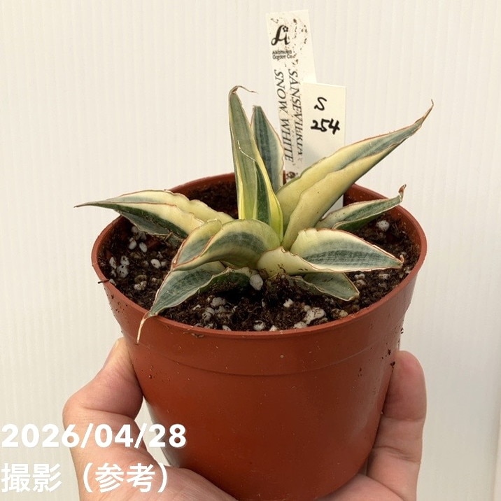サンスベリア　特大約170㎝鉢付き【値下げしました】 現品お届け】サンスベリア 5号 ミラノ Milano プラ鉢（S222）｜観葉02