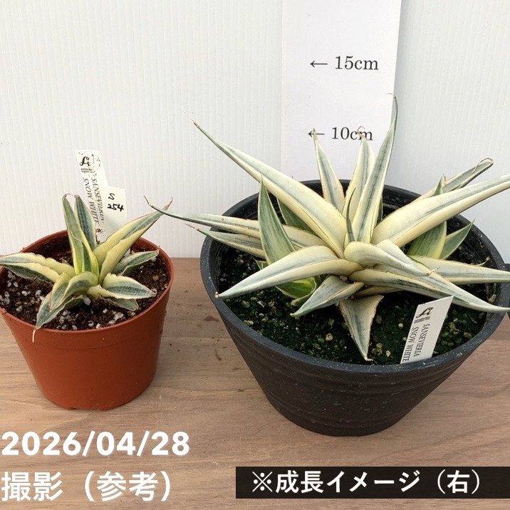 サンスベリア　特大約170㎝鉢付き【値下げしました】 観葉植物 特大 サンスベリア 樹脂製特大鉢クリアブラック 開店祝 開業