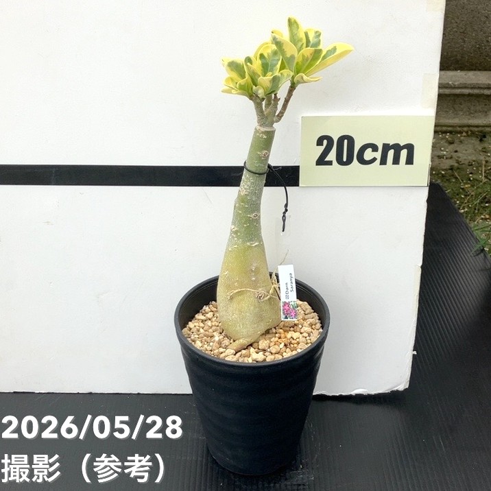 アデニウム オベスム 4号 Darn Saranya（22）｜観葉01-D1 | 観葉・多肉