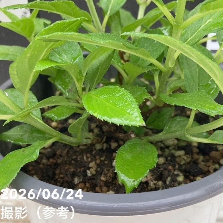 PW ノリウツギ グランデ ライムパンチ 5号｜花木04-PA | 花木・庭木