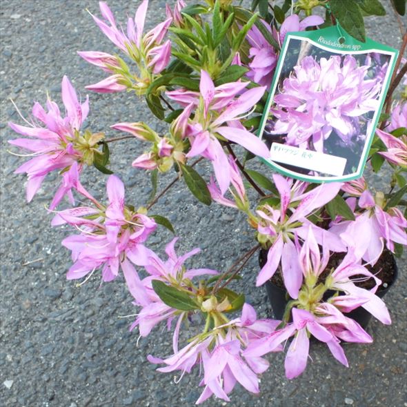 ツツジ 平戸ツツジ 花車（はなぐるま）4号×3株セット｜花木10-AK