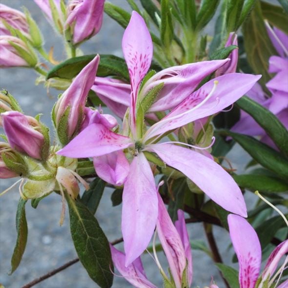 ツツジ 平戸ツツジ 花車（はなぐるま）4号×3株セット｜花木10-AK