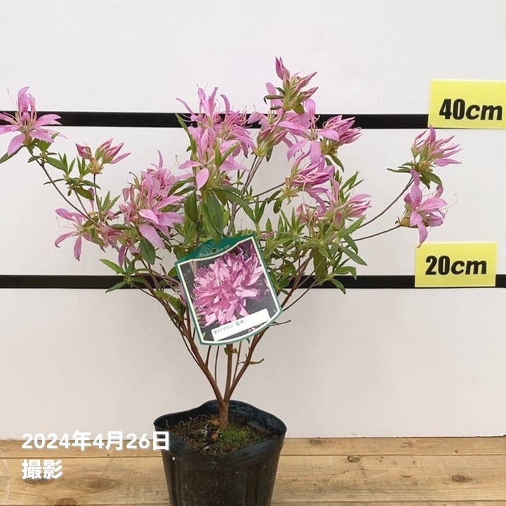 ツツジ赤花25本セット 内長さん専用出品 Amazon | ツツジ 平戸ツツジ 【 赤 】 4号ポット つつじ 苗 庭木