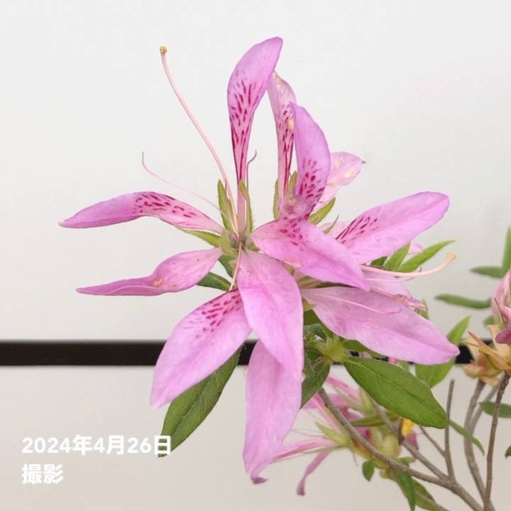 ツツジ 平戸ツツジ 花車（はなぐるま）4号×3株セット｜花木10-AK