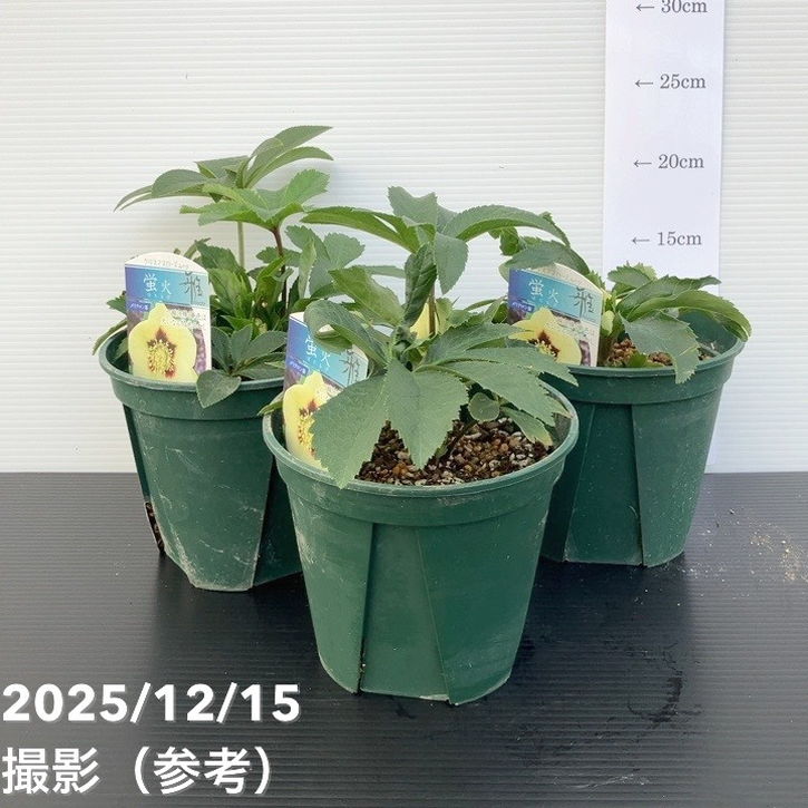 クリスマスローズ 伊勢みやび 5号 蛍火｜山野01-D1 | 草花,クリスマス