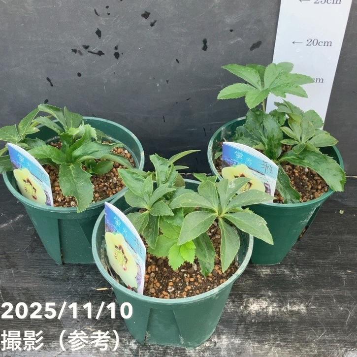 クリスマスローズ 伊勢みやび 5号 蛍火｜山野01-D1 | 草花,クリスマス