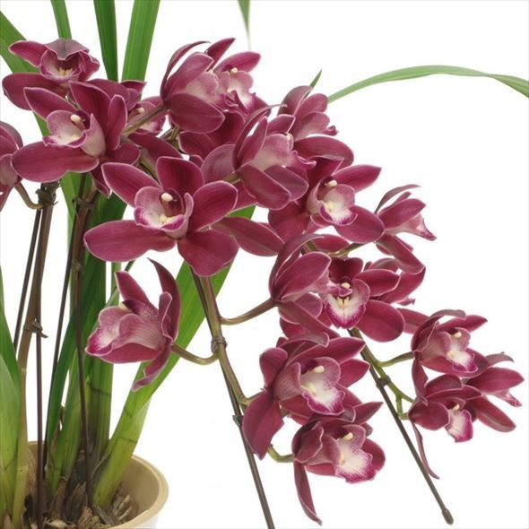 テーブルシンビジューム 赤～濃い目ピンク 2本立アーチ ファイヤー