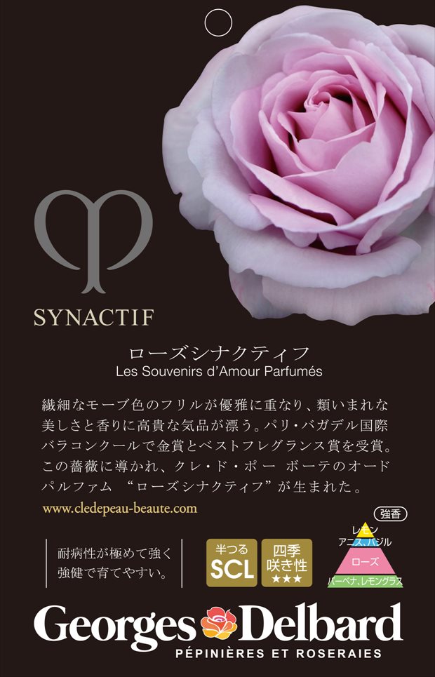 バラ大苗 ローズシナクティフ 7号 Delbard デルバール｜花木04-PA