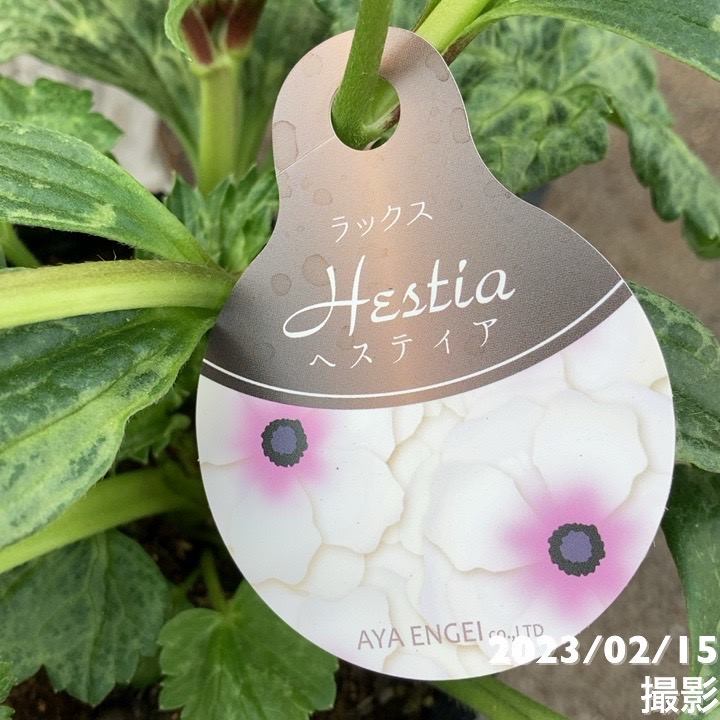 花芽たっぷり ラナンキュラス ラックスシリーズ ヘスティア 4 5号 蕾 開花株 Pa 草花 赤塚植物園オンライン 花の音