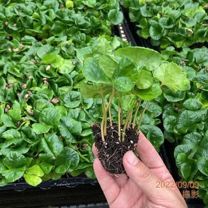 コーヒーの木 5号(3本植え)白プラ ジュエル鉢|観葉02-D2