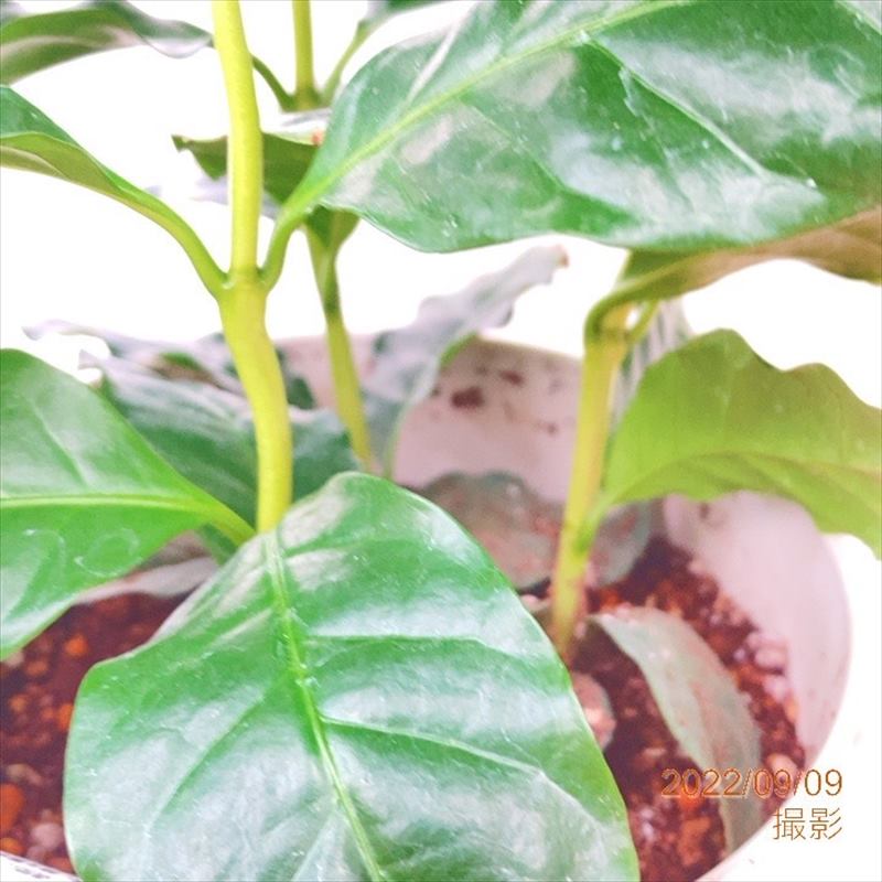 コーヒーの木 5号（3本植え）白プラ ジュエル鉢｜観葉02-D2 | 観葉