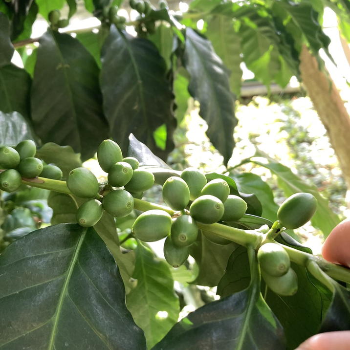 コーヒーの木 5号（3本植え）白プラ ジュエル鉢｜観葉02-D2