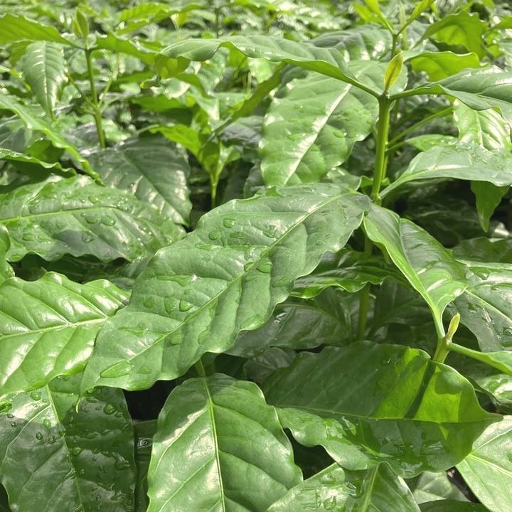 コーヒーの木 5号（3本植え）白プラ ジュエル鉢｜観葉02-D2
