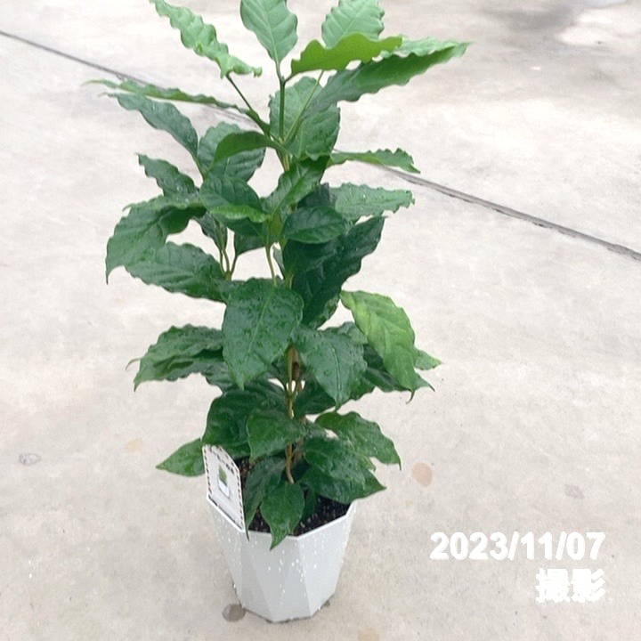 コーヒーの木 5号（3本植え）白プラ ジュエル鉢｜観葉02-D2 | 観葉