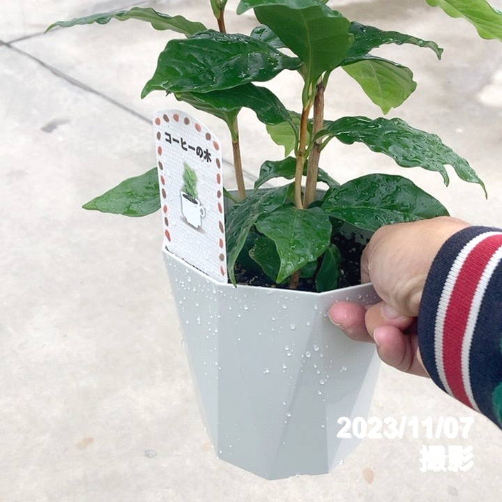 コーヒーの木 5号（3本植え）白プラ ジュエル鉢｜観葉02-D2 | 観葉