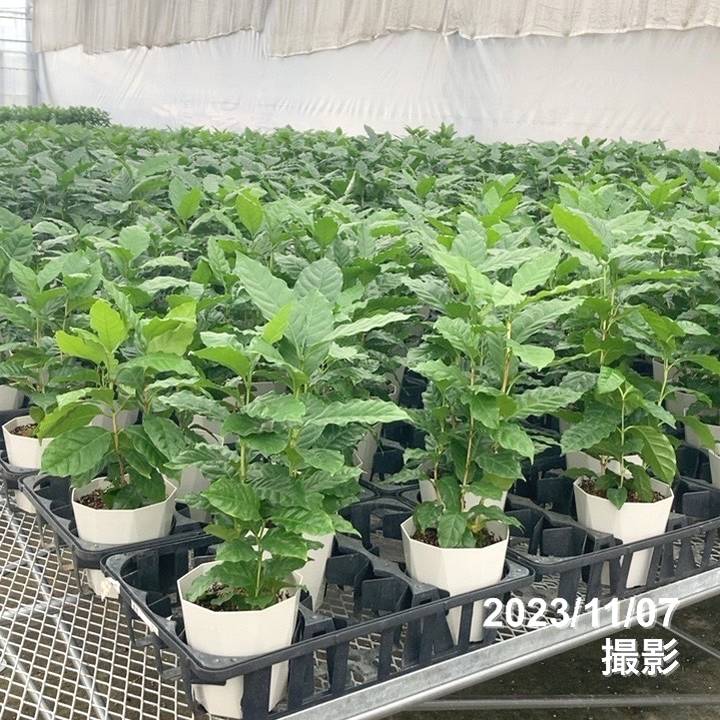 コーヒーの木 5号（3本植え）白プラ ジュエル鉢｜観葉02-D2