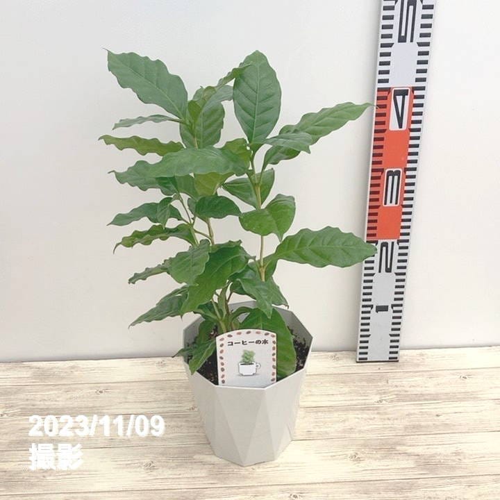 コーヒーの木 5号(3本植え)白プラ ジュエル鉢|観葉02-D2