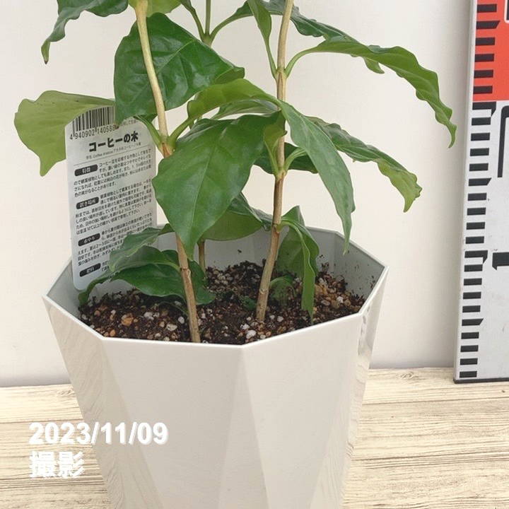 コーヒーの木 5号（3本植え）白プラ ジュエル鉢｜観葉02-D2 | 観葉