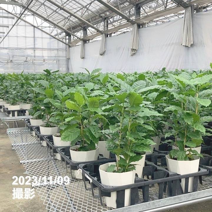 コーヒーの木 5号（3本植え）白プラ ジュエル鉢｜観葉02-D2