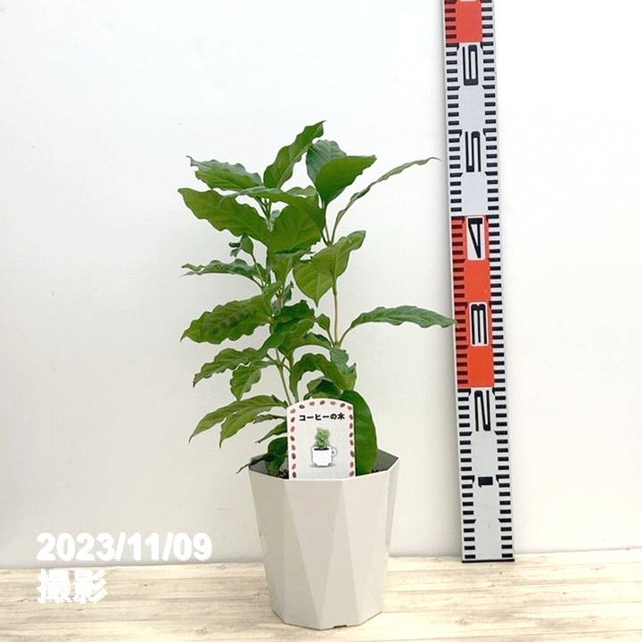 コーヒーの木 5号（3本植え）白プラ ジュエル鉢｜観葉02-D2 | 観葉
