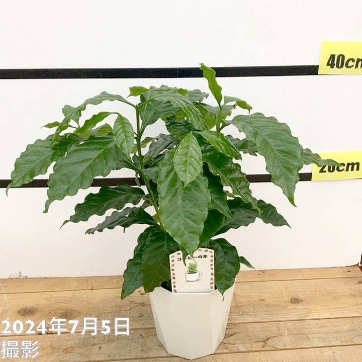 コーヒーの木 5号（3本植え）白プラ ジュエル鉢｜観葉02-D2
