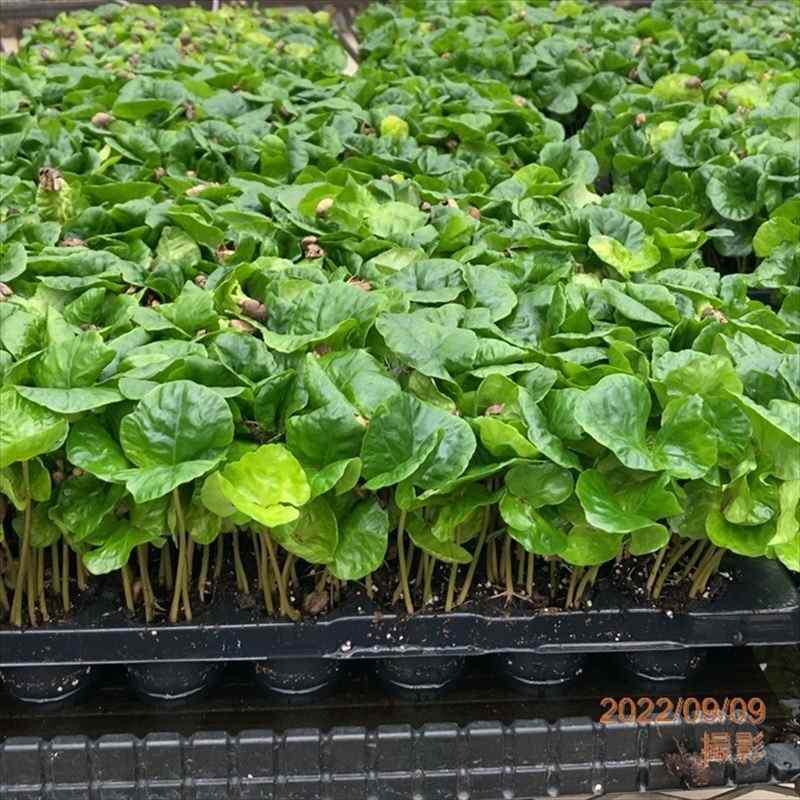 コーヒーの木 5号（3本植え）白プラ ジュエル鉢｜観葉02-D2
