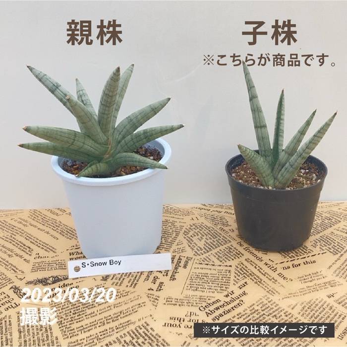 大きいサンスベリア 黒鉢付き サンスベリア 3.5号 クロコダイルロック 黒プラ鉢｜観葉02-D2