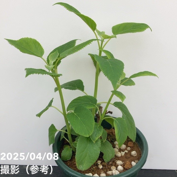 アジサイ アナベル 5号｜花木10-TU | 花木・庭木,アジサイ類 | 赤塚