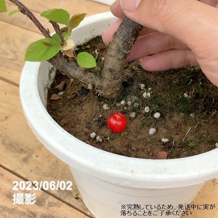 数量限定】赤実ユスラウメ｜果樹10-TU | 果樹,[珍しい果樹] | 赤塚