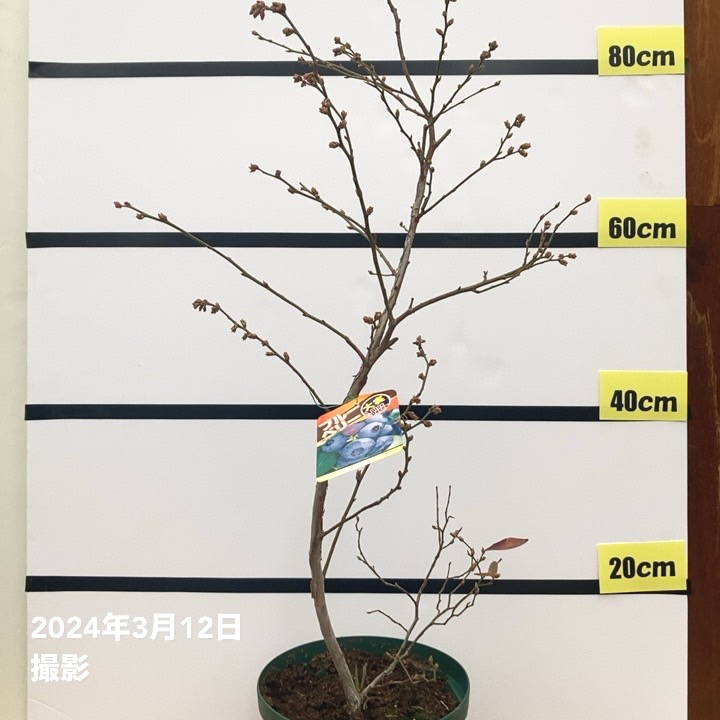 ブルーベリー苗　ブライトウェル＆ノビリス大苗2本セット 楽天市場】【ブライトウェル】 ラビットアイ系 2年生挿木苗