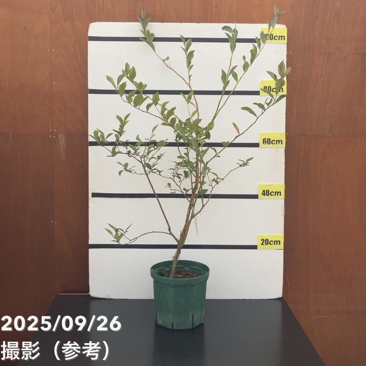 ブルーベリー苗　ブライトウェル大苗2本セット 楽天市場】【2品種セット/園芸肥料付き】ブルーベリー グロリア