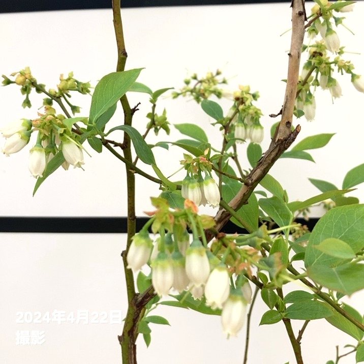 数量限定】ブルーベリー大株 ラビットアイ系 ブライトウェル 7号 3年生