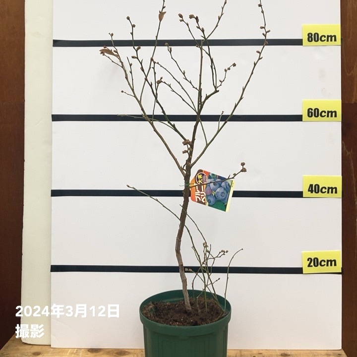 ブルーベリー苗　ブライトウェル大苗2本セット P5倍対象商品】【数量限定】ブルーベリー大株 ラビットアイ系