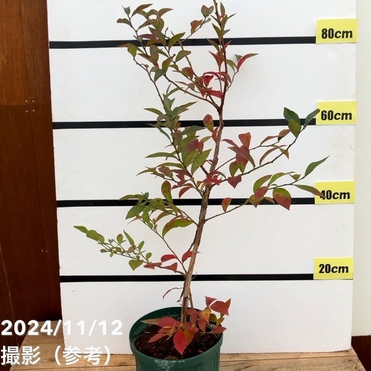 P5倍対象商品】【数量限定】ブルーベリー大株 ラビットアイ系