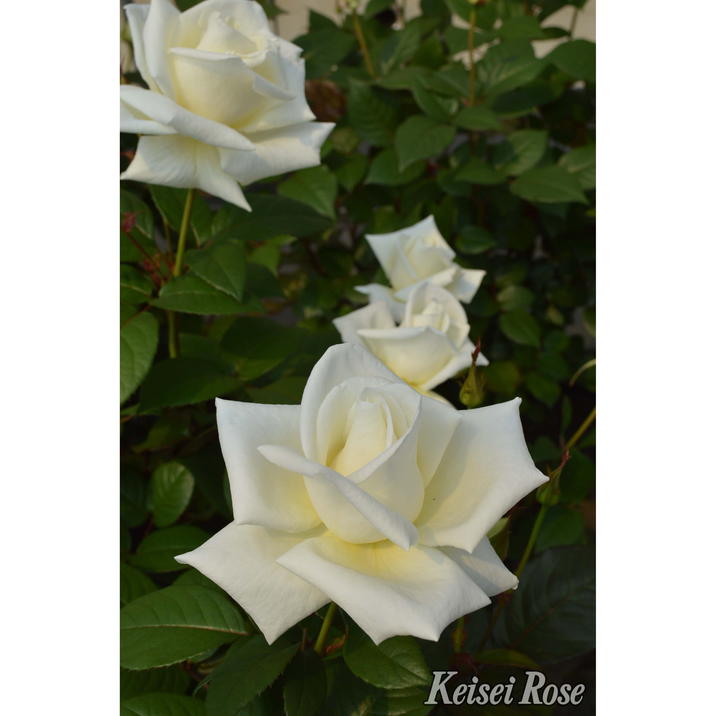 バラ大苗 オスカル フランソワ 4.5号ロングポット 京成バラ園芸｜花木