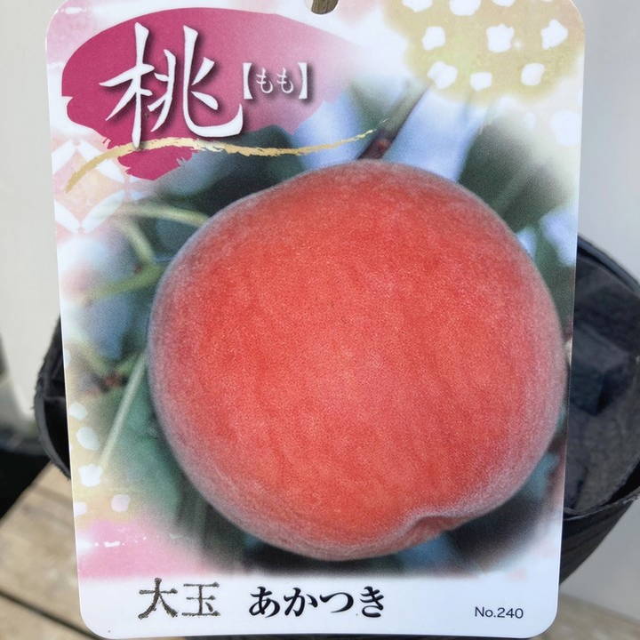 桃 大玉あかつき 4号ロングポット 1年生｜果樹04-PA | 果樹,モモ