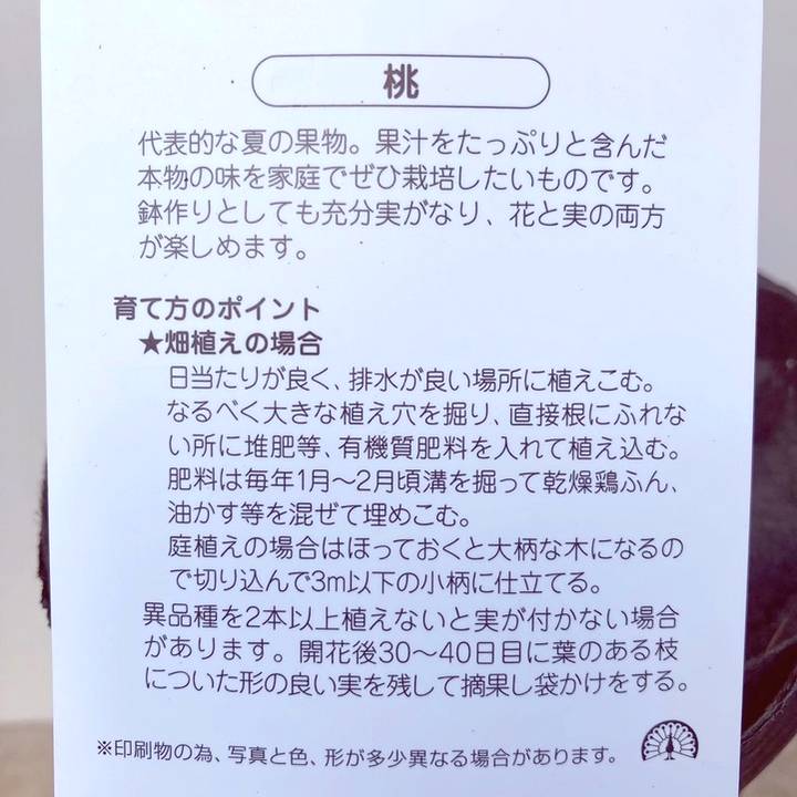 桃 大玉あかつき 4号ロングポット 1年生|果樹04-PA