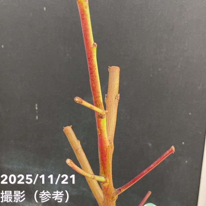 桃 大玉あかつき 4号ロングポット 1年生|果樹04-PA