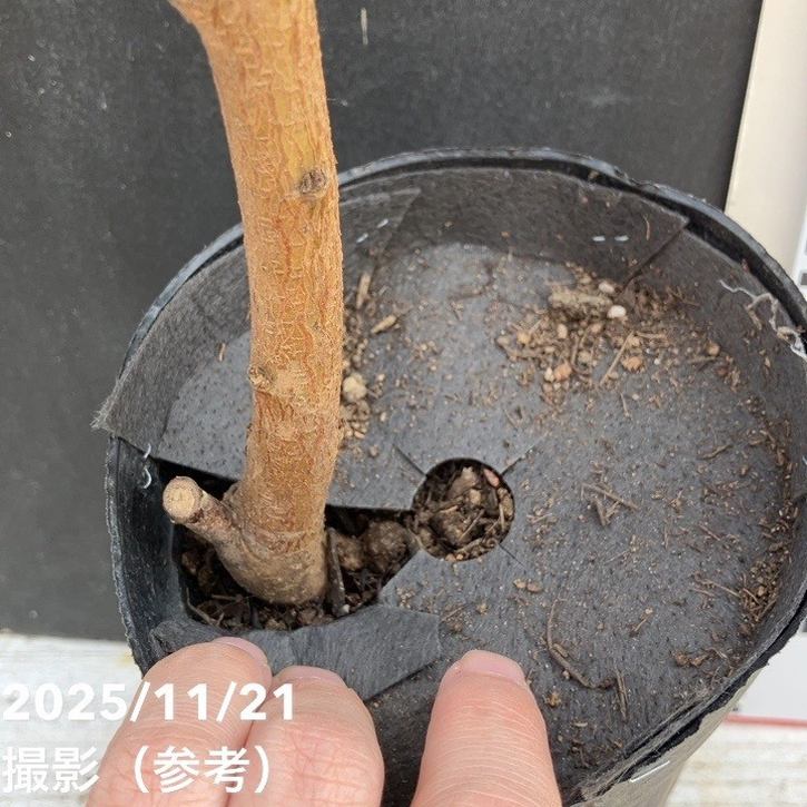 桃 大玉あかつき 4号ロングポット 1年生|果樹04-PA