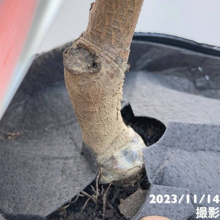 桃 大玉あかつき 4号ロングポット 1年生|果樹04-PA