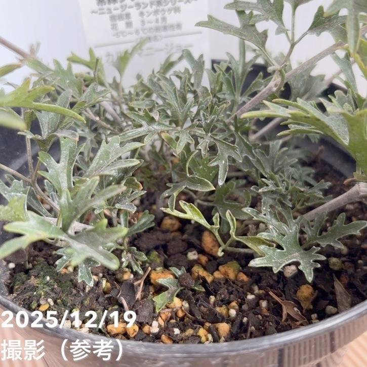 常緑クレマチス カートマニージョー 5号｜草花04-PA | 草花,[多年草