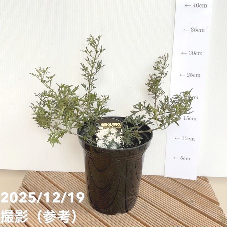 常緑クレマチス カートマニージョー 5号｜草花04-PA | 草花,[多年草