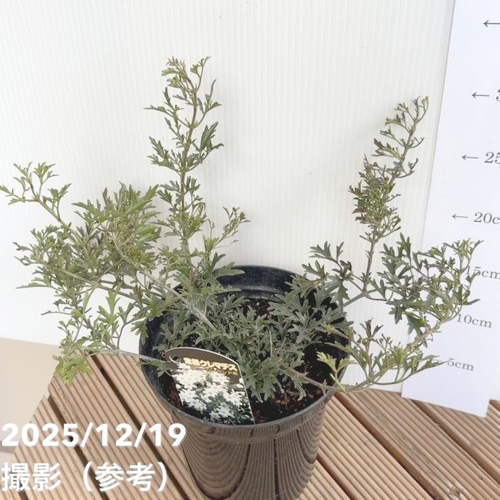 2点②花柄 ホワイトソックス グリーンリブ 59FIFTY Rusty Green & Chrome シカゴ・ホワイトソックス クローム